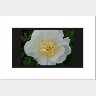 Precious White Peony Posters and Art